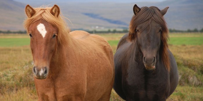 2560x1600 Icelandic horses wallpaper - Animal wallpapers - #43532
