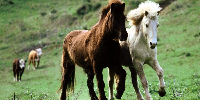 1600x1200 Animals: Icelandic Horses, desktop wallpaper nr. 14403