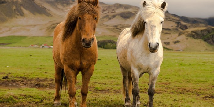 2560x1600 Two white and brown horses, nature, animals, horse, icelandic horses