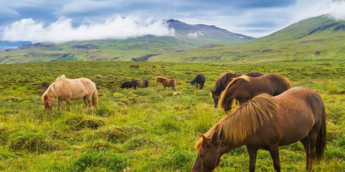 1332x850 Wallpaper mountains, meadow, Iceland, Icelandic horses images for