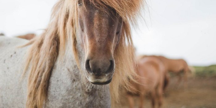 1000x1248 horsesoficeland #icelandichorse #iceland #islandpferd #horselover