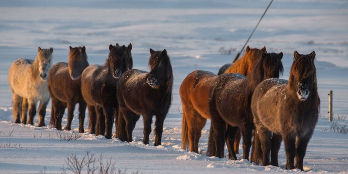 3840x2160 Wallpaper Horses, snow, winter, Iceland 3840x2160 UHD 4K Picture, Image