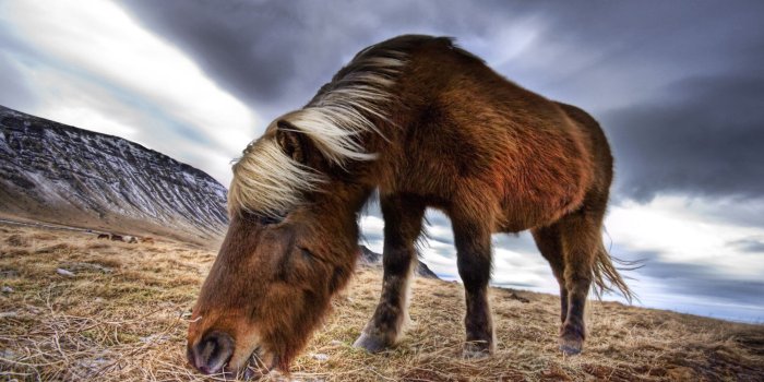 2400x1350 An Icelandic Horse in the Wild widescreen wallpaper | Wide