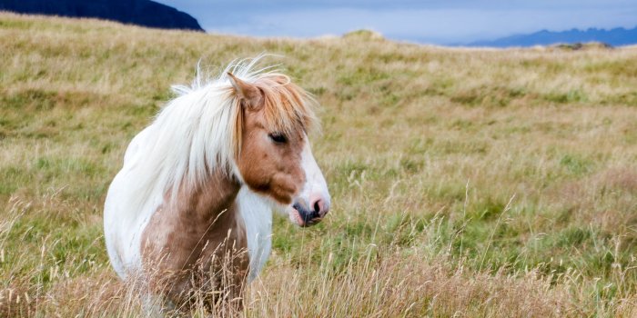 3993x2852 White and brown horse in mountain plains, iceland HD wallpaper