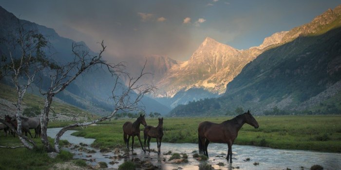 1600x1000 Icelandic Horse Landscape Wallpaper ~ Ultra4kWallpapers | Download