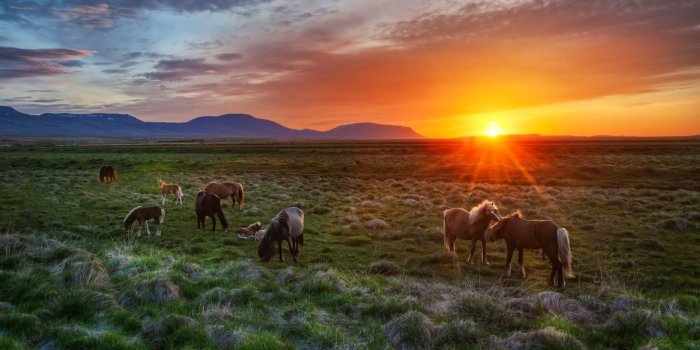 1600x900 Icelandic Horses - Horses Wallpaper (39058293) - Fanpop