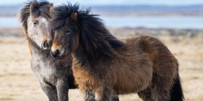920x1280 Armed Skeeter | ~ horsin' around ~ | Horses, Icelandic horse, Horse