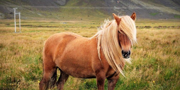 1024x907 Iceland Culture|The Icelandic Horse ~ Harster