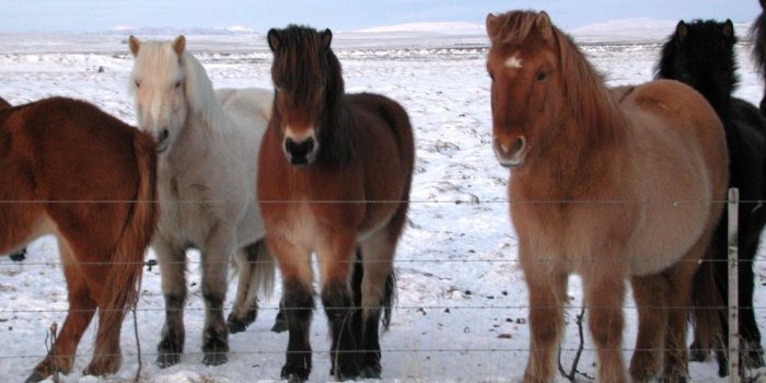 1024x768 Icelandic Horse Wallpapers for Android - APK Download