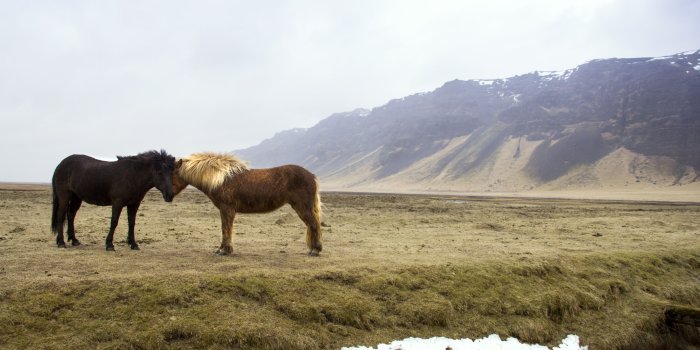 5184x3456 two horse head to head free image | Peakpx