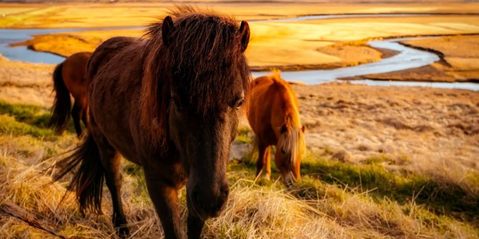 1920x1200 Download 1920x1200 Wallpaper Iceland, Horses Herd, River, Landscape