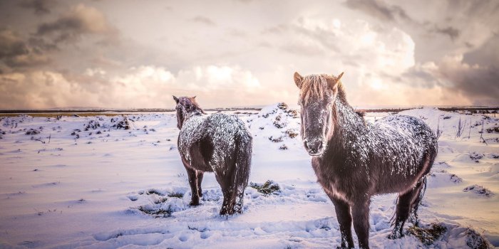 1920x1200 Download wallpapers Icelandic horse, winter, snow, sunset, horses