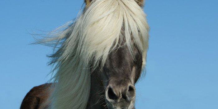 2048x1536 Pony, Missouri Fox Trotter, Horse Gait, Fauna, Icelandic Horse