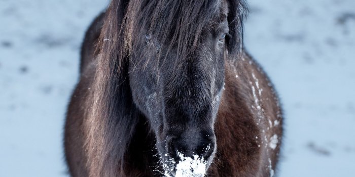 2224x2224 Download wallpaper: Icelandic horse 2224x2224