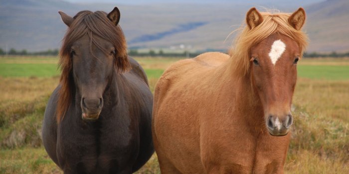 2732x1811 Icelandic Horses | Desktop Backgrounds