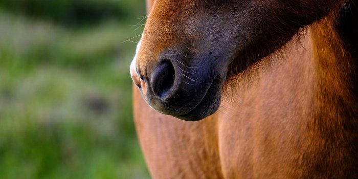 3840x2560 icelandic horse 4k wallpaper and background