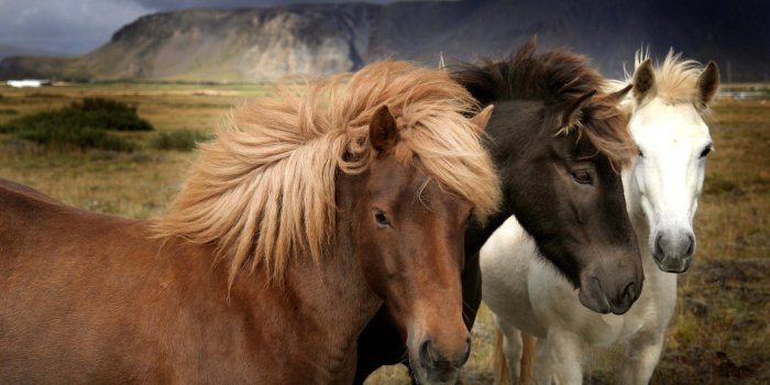 1920x1080 Wallpaper Horses: Icelandic Iceland Horse Icelandig Horses Animals