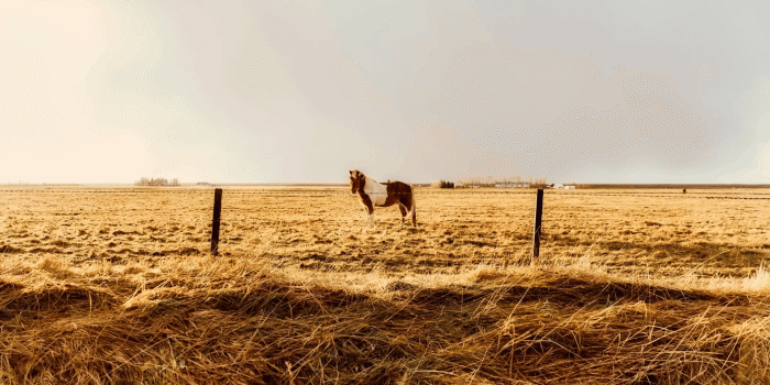 2560x1708 Icelandic horse wallpaper · Picture #9052 · Free Stock Photos