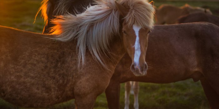 2880x1800 Horses In Iceland ❤ 4K HD Desktop Wallpaper for 4K Ultra HD TV