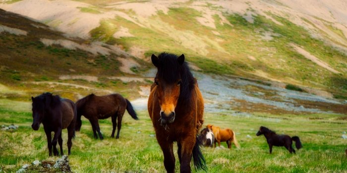 1920x1279 Wild Horse Wallpapers HD Free Download