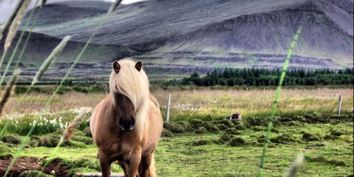 1024x768 The Icelandic Horse HD Wallpapers 2015 | Nature | Icelandic horse