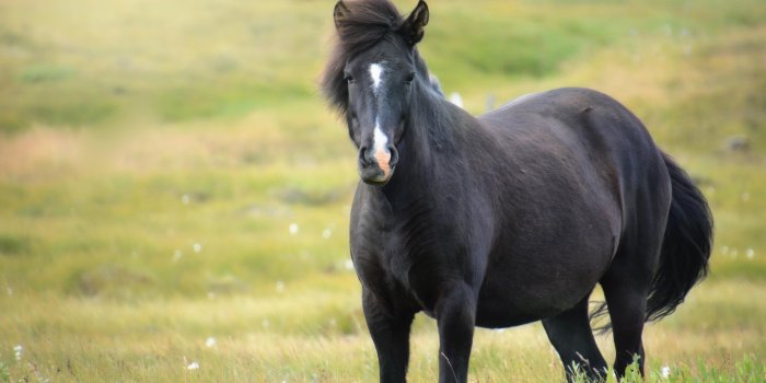 4496x3000 wallpaper iceland horse, mare, field HD : Widescreen : High