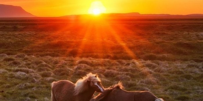 800x1420 Wallpaper Iceland, Landscape, Sunset, Foals, Horses - Wild Horse