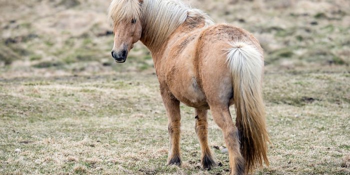1200x800 Stock Photo - Icelandic Horse In Rural Iceland