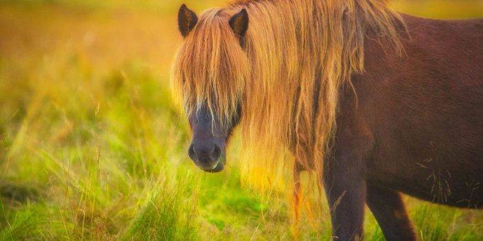 1280x854 Icelandic Horse Beautiful Landscape Wallpaper - Pexels Wallpaper