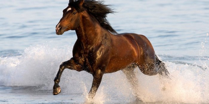1920x1080 Wallpapers of Horses (69+ pictures)