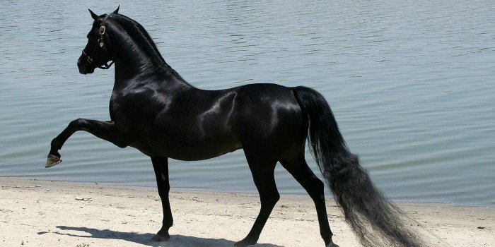 1920x1200 57+ Horses Wallpapers on WallpaperPlay