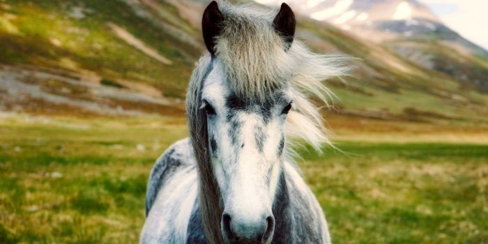 1400x1050 Download 1400x1050 Wallpaper Iceland Horse, Landscape, Animal