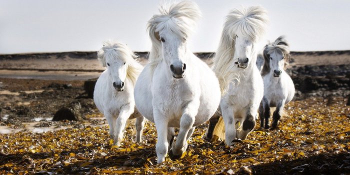1920x1200 Similar Wallpapers - Nature Horse Wallpaper Hd (#282739) - HD