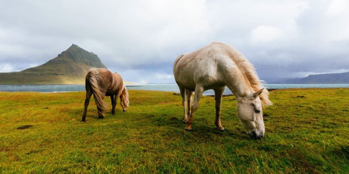 1920x1200 Download wallpapers Icelandic Horse, wildlife, horses, grassland