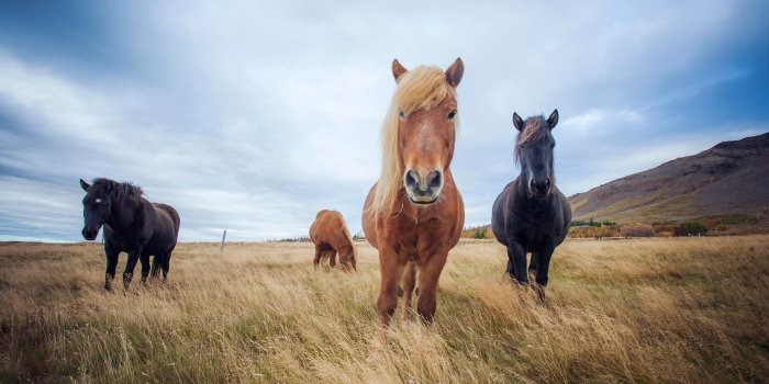 2560x1440 Desktop Wallpapers: Icelandic horses