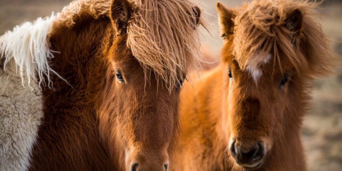 1332x850 Wallpaper nature, horses, Icelandic horses images for desktop