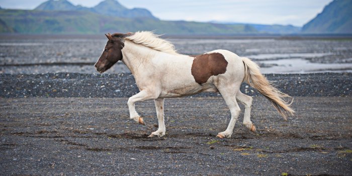 3840x2555 icelandic horse 4k wallpaper and background