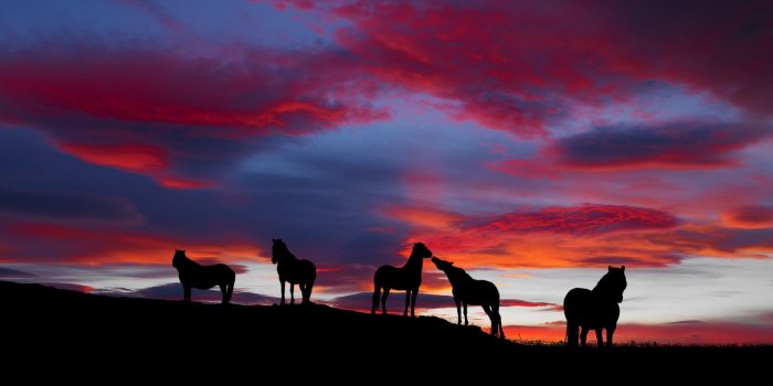 1920x1080 Horse HD Wallpaper | Background Image | 1920x1080 | ID:437436
