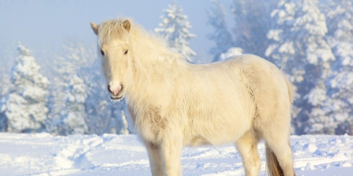 1920x1200 winter, Snow, White, Horses, Iceland, Snow, Landscapes, Animals