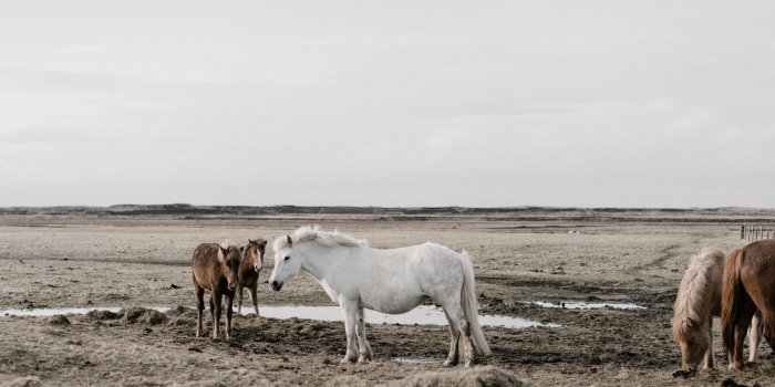 6000x4000 5382565 6000x4000 #rural, #white, #horse, #pony, #nature, #PNG