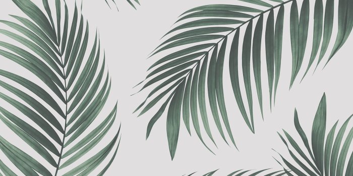 1650x1070 Tropical Palm Wall Mural - Murals Wallpaper
