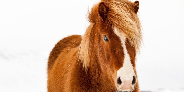2560x1320 Icelandic Horse, Winter Wallpaper - Horses Wallpapers and Backgrounds
