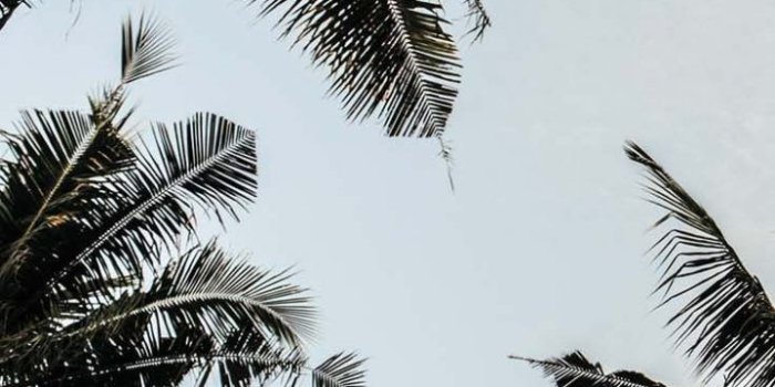 720x1280 Let's go coconuts! Enjoy 10 tropical iPhone wallpapers