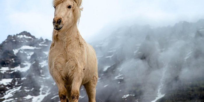 5000x3865 Icelandic Horse Wallpaper ✓ The Best HD Wallpaper