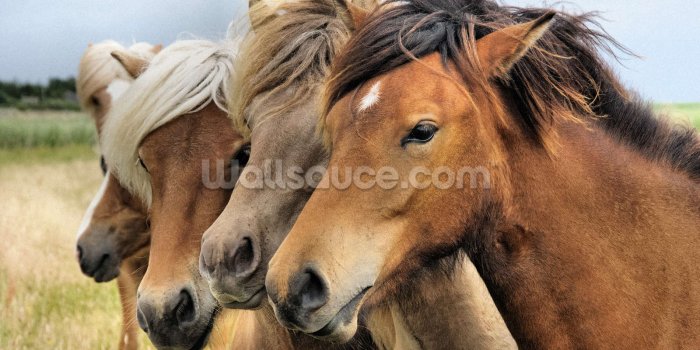 1600x1065 Icelandic Horses