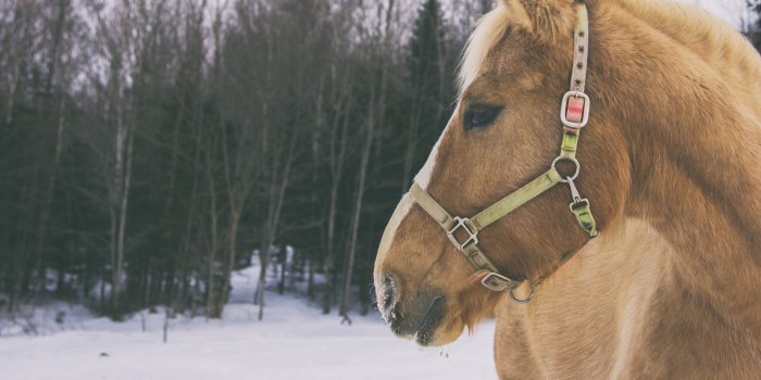 2560x1440 Winter, Icelandic Horse, Snow, Horse, Stock Horse HD Wallpaper