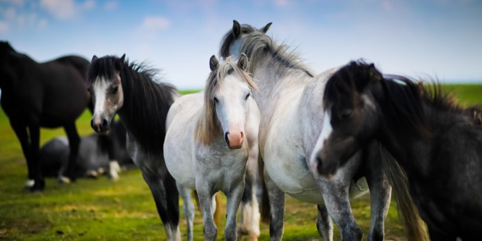 5760x3840 5239744 5470x3647 #animal, #horse, #creature, #mane, #rural