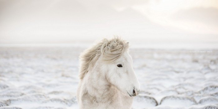 1680x1050 Horses In The Snow Wallpapers