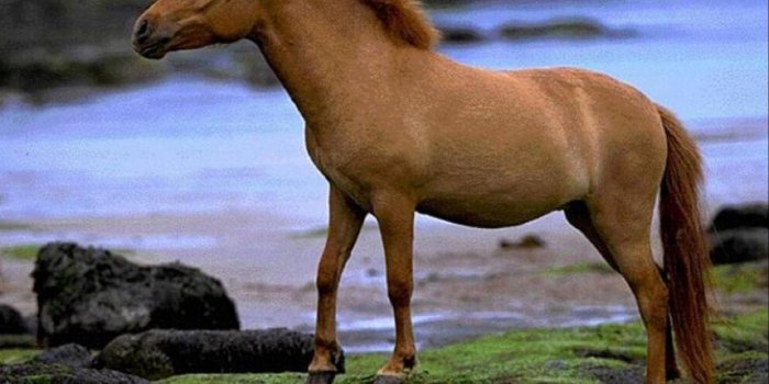 1920x1200 Icelandic Horse Hd Animals Wallpaper 1920x1200 | hgarts-uk.co.uk