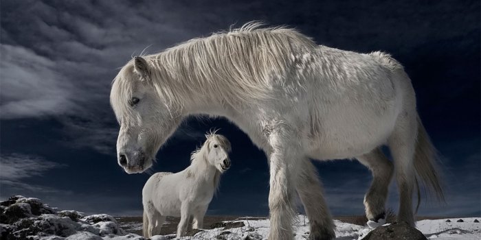 1847x1200 White Wild Horses In Iceland | HD Animals and Birds Wallpapers for